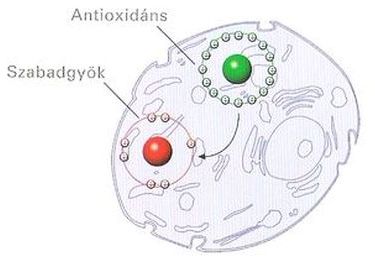 Antioxidáns