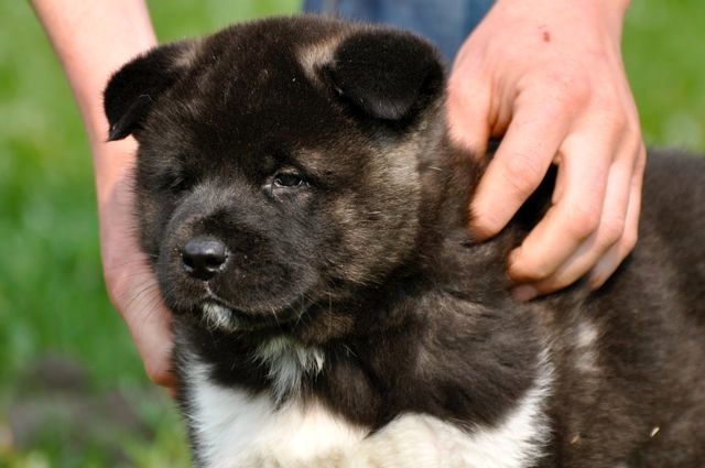 Jürgen Castelijns Honden