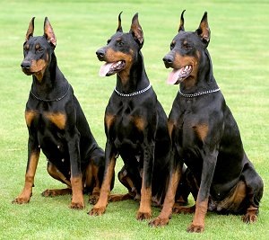 Doberman