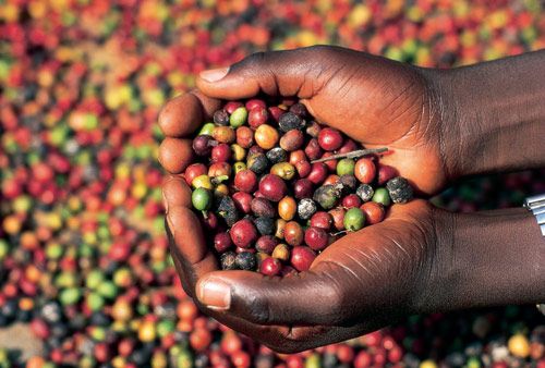 Etióp kávé