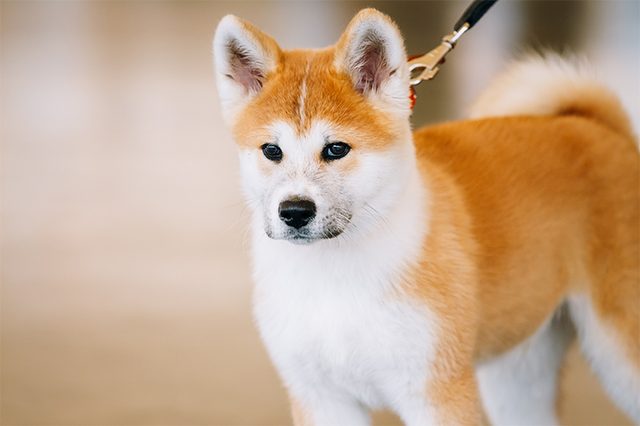 Akita inu