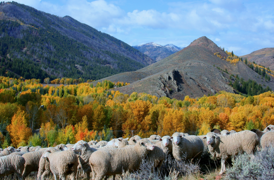 Idaho