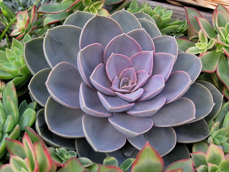 Echeveria