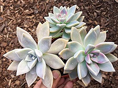 Graptopetalum