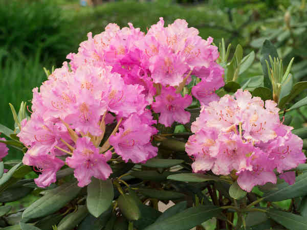 Rhododendron