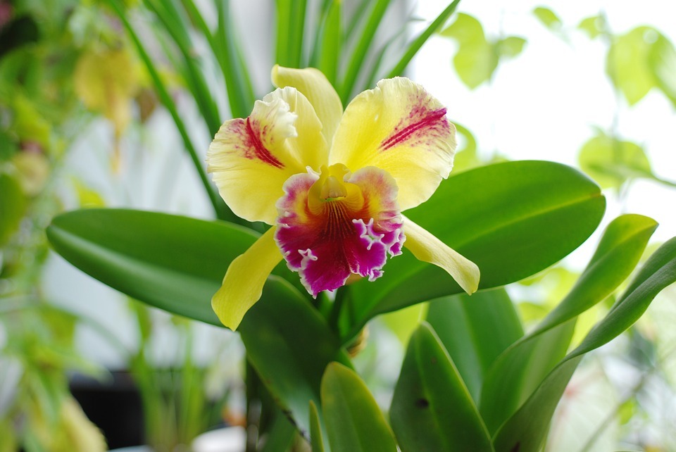 Cattleya orchidea