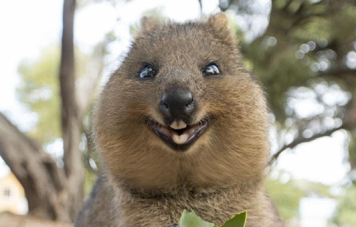 Quokka