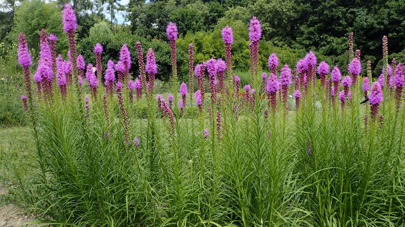 Liatris Spicata